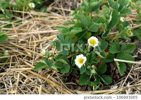 Mulching garden strawberries on the garden beds straw to protect against weed germination. Young strawberry bushes with white flowers. Farming, gardening, agriculture. Growing strawberries. Straw 106983005