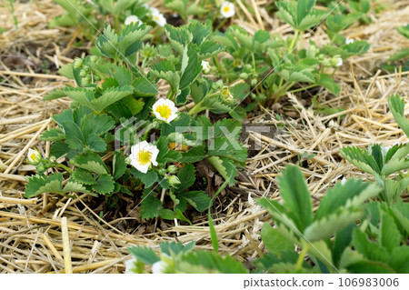 Straw mulch for strawberries plants. Mulching garden strawberries on the garden beds straw to protect against weed germination. Young strawberry bushes with white flowers. Farming, gardening, Straw mulch for strawberries plants. Mulching garden strawberries on the garden beds straw to protect against weed germination. Young strawberry bushes with white flowers. Farming, gardening, 106983006