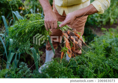 Close-up of a fresh carrot pulled straight from the ground. 106983073
