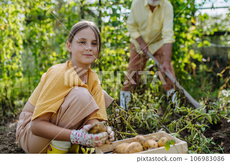 Portrait of grandfather with granddaughter harvesting potatoes. 106983086