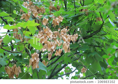 Seeds of Aogiri that have grown abundantly 106983102