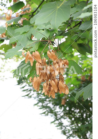 大量生長的青桐種子 106983104