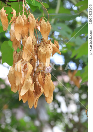 大量生長的青桐種子 106983106