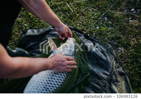 Close-up of a caught carp in fishing net. Close-up of a caught carp in fishing net. 106983126