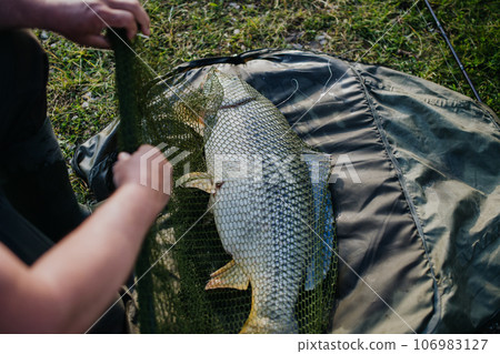 Close-up of a caught carp in fishing net. 106983127