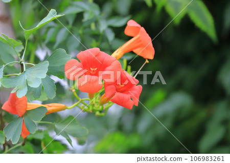Orange-nosed foliage flower 106983261