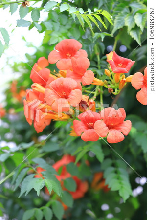 Orange-nosed foliage flower Orange-nosed foliage flower 106983262
