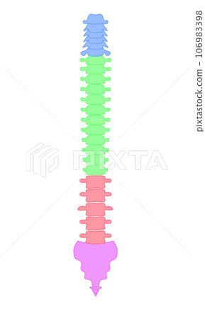 Simple illustration of a normal spine Simple illustration of a normal spine 106983398
