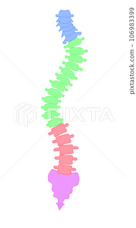 A simple illustration of a scoliotic spine A simple illustration of a scoliotic spine 106983399