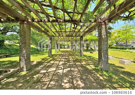 Blue sky and Fukuoka Castle scenery wisteria trellis Blue sky and Fukuoka Castle scenery wisteria trellis 106983618
