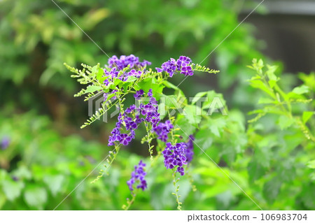 紫色Duranta花 紫色Duranta花 106983704