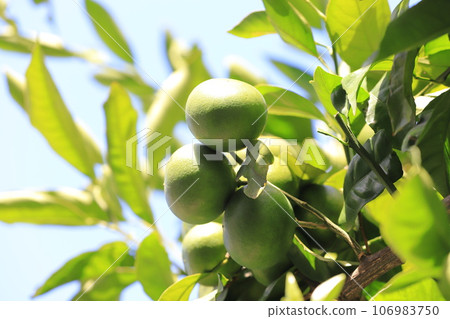 Green mandarin oranges before they turn color Green mandarin oranges before they turn color 106983750