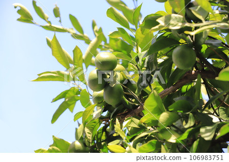 Green mandarin oranges before they turn color 106983751