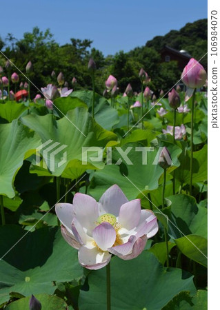 Lotus flowers blooming in the lotus field Lotus flowers blooming in the lotus field 106984070