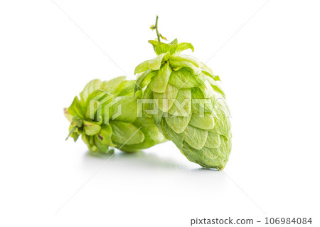 Green hops crop isolated on white background. 106984084