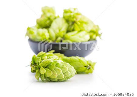 Green hops crop isolated on white background. 106984086