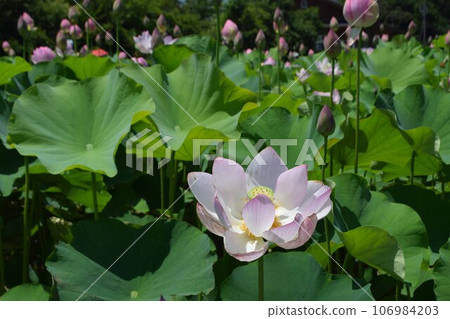 Lotus flowers blooming in the lotus field Lotus flowers blooming in the lotus field 106984203
