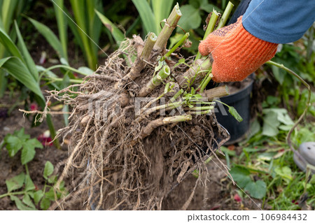 Hands hold dahlia tubers, just dug out of the ground for winter storage. 106984432