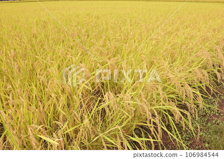 Rice fields at harvest time in Hakushu-cho, Hokuto City Rice fields at harvest time in Hakushu-cho, Hokuto City 106984544