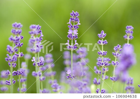 (Lavender Lake Kawaguchi, Yamanashi Prefecture, June) (Lavender Lake Kawaguchi, Yamanashi Prefecture, June) 106984638