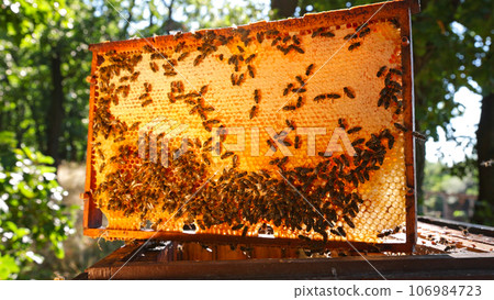 Bees Walking on Honeycomb and Carrying Honey. Macro shot of Domesticated Insect, Beekeeper and Farmers Life. Bees Walking on Honeycomb and Carrying Honey. Macro shot of Domesticated Insect, Beekeeper and Farmers Life. 106984723
