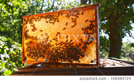 Bees Walking on Honeycomb and Carrying Honey. Macro shot of Domesticated Insect, Beekeeper and Farmers Life. Bees Walking on Honeycomb and Carrying Honey. Macro shot of Domesticated Insect, Beekeeper and Farmers Life. 106984724