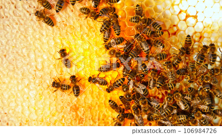 Bees Walking on Honeycomb and Carrying Honey. Macro shot of Domesticated Insect, Beekeeper and Farmers Life. Bees Walking on Honeycomb and Carrying Honey. Macro shot of Domesticated Insect, Beekeeper and Farmers Life. 106984726