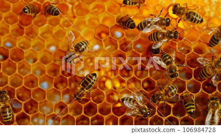 Bees Walking on Honeycomb and Carrying Honey. Macro shot of Domesticated Insect, Beekeeper and Farmers Life. 106984728