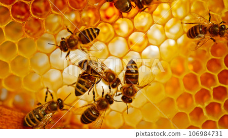 Bees Walking on Honeycomb and Carrying Honey. Macro shot of Domesticated Insect, Beekeeper and Farmers Life. 106984731