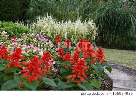 丹參花和白花 丹參花和白花 106984986