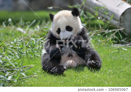 湯濱玩竹子 106985067