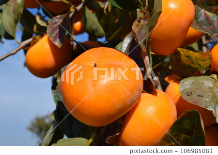 Orange persimmon fruit Orange persimmon fruit 106985081