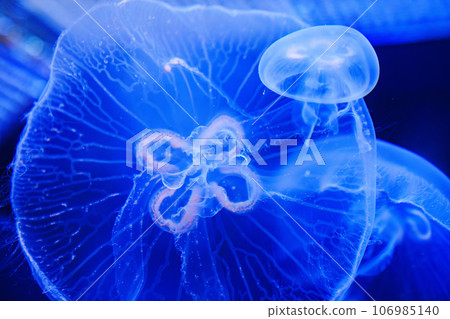 Eared aurelia, or eared jellyfish in the aquarium.  106985140