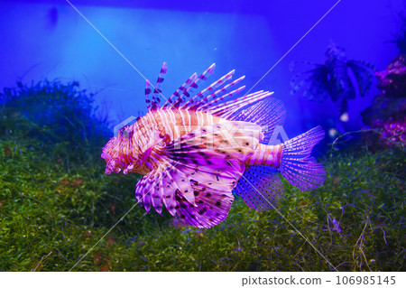 The zebra lionfish or zebra fish in a large aquarium 106985145