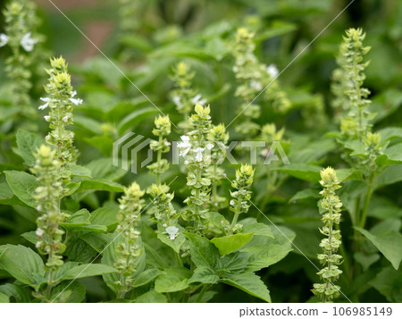 羅勒花 羅勒花 106985149