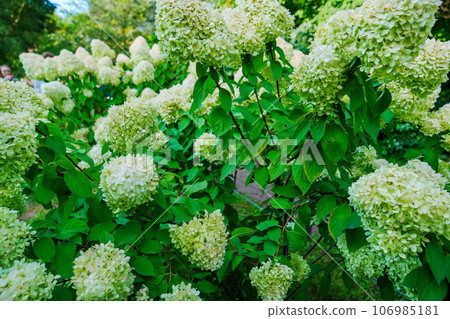 close-up. Gartensia flower bush. The beauty of garden plants and flowers. close-up. Gartensia flower bush. The beauty of garden plants and flowers. 106985181