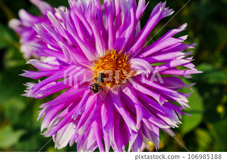 close-up. bee on a Dahlia flower with pink petals. close-up. bee on a Dahlia flower with pink petals. 106985188