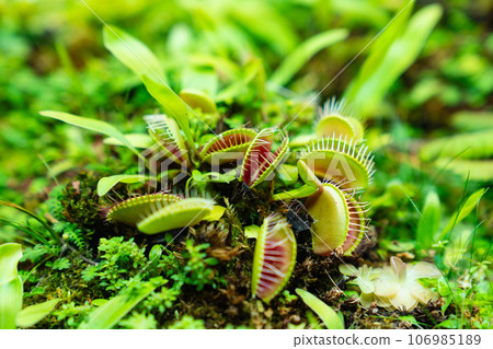 Venus flytrap. carnivorous plants of the marshlands. Venus flytrap. carnivorous plants of the marshlands. 106985189