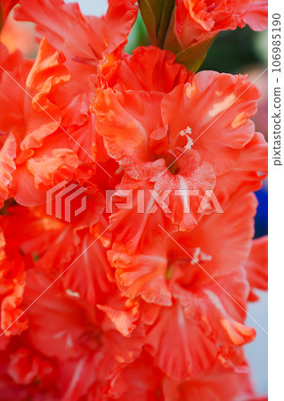 close-up. Bright beautiful gladiolus flower. close-up. Bright beautiful gladiolus flower. 106985190