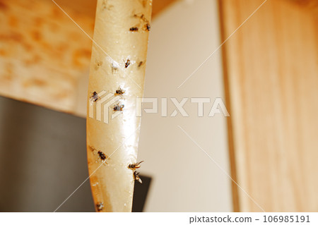 Adhesive tape from flies. An effective tool for controlling insects indoors. Adhesive tape from flies. An effective tool for controlling insects indoors. 106985191