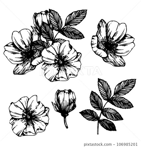 Wild rose flowers and berries, bouquet of medicinal herb line art drawing. Outline vector illustration isolated on white background. Rose hip sketch for logo, tattoo, wedding design 106985201