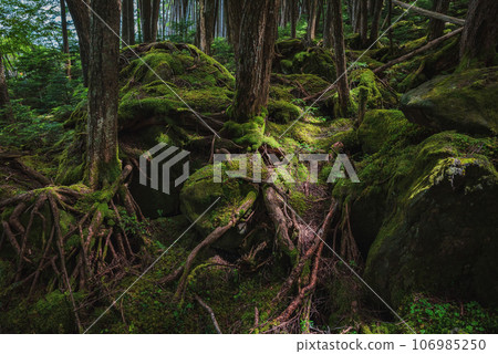 苔蘚森林【白駒池】 106985250