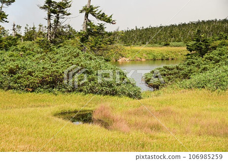 Plants of Hachimantai 106985259