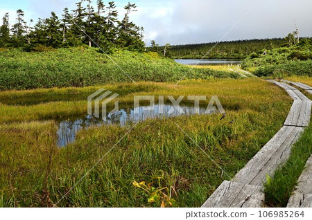 Plants of Hachimantai Plants of Hachimantai 106985264