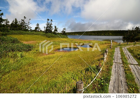 八幡平的植物 八幡平的植物 106985272