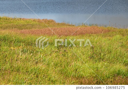 Plants of Hachimantai 106985275