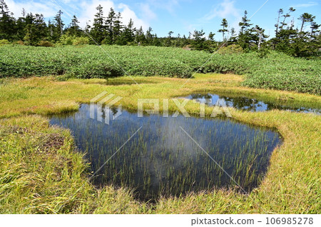 八幡平的植物 106985278