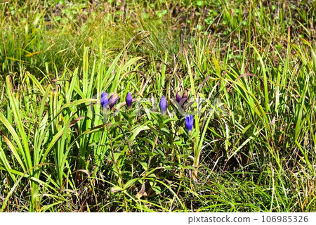 Plants of Hachimantai Ezo Oyamarindo 106985326