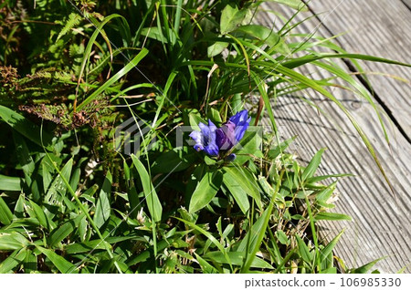 Plants of Hachimantai Ezo Oyamarindo 106985330