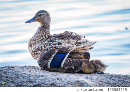 Adult duck with many ducklings sits on green shore of pond Adult duck with many ducklings sits on green shore of pond 106985559